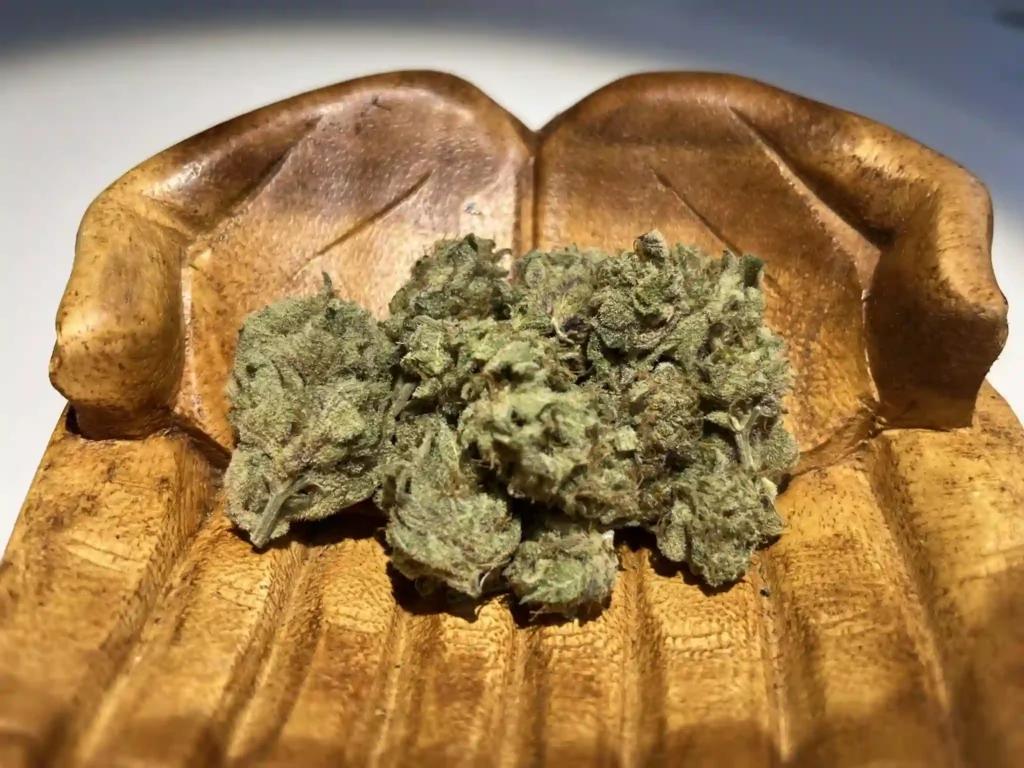 Closeup image of Snowtill Organic's Electric Sugar strain, sitting in a bowl shaped like two hands holding it.