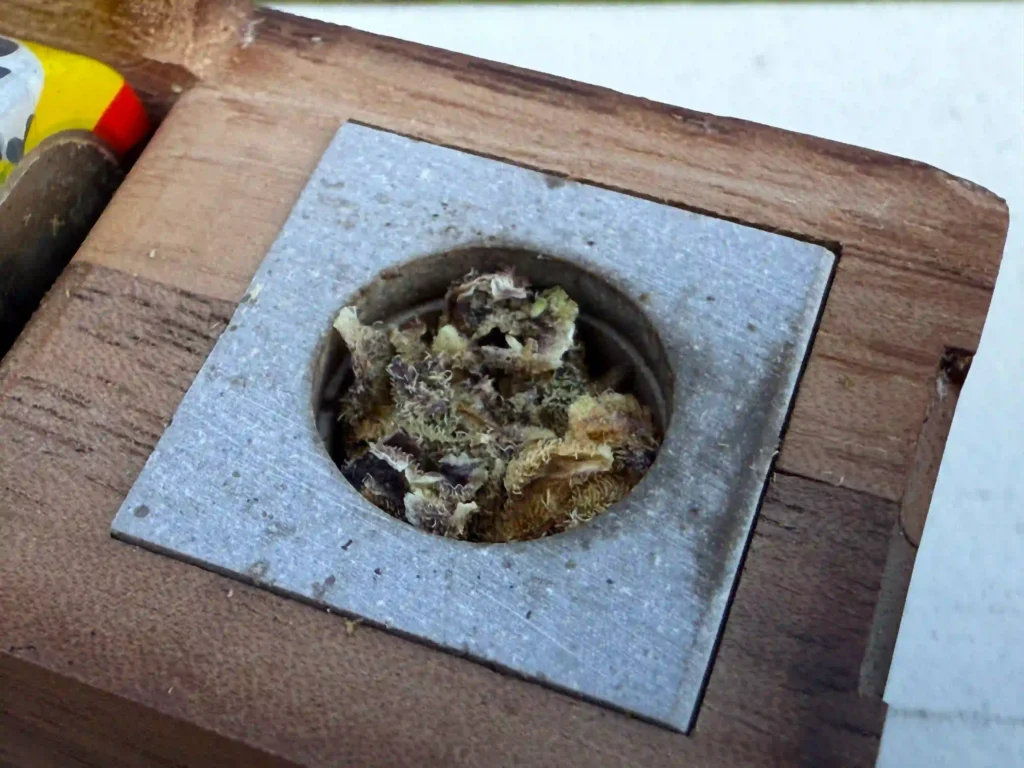 Firewood 11 loaded bowl